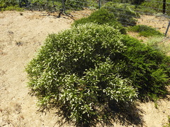Adenostoma fasciculatum prostratum