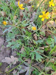 Ranunculus austro-oreganus