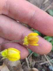 Ranunculus austro-oreganus