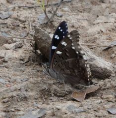Charaxes guderiana guderiana