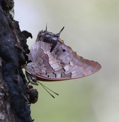 Charaxes guderiana guderiana