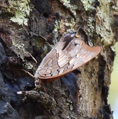Charaxes guderiana guderiana