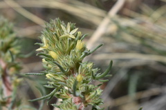 Ipomopsis spicata spicata