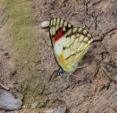 Colotis celimene amina