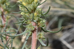 Ipomopsis spicata spicata