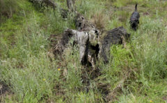 Senecio campylocarpus