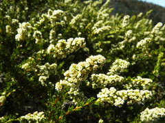 Adenostoma fasciculatum prostratum