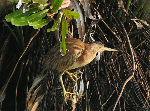 Yellow Bittern (Botaurus sinensis), photo 6