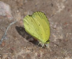 Eurema hecabe solifera