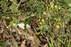 Acacia complanata