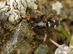 Sergiolus columbianus