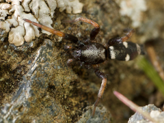 Sergiolus columbianus