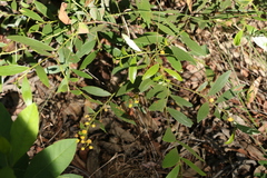 Acacia complanata