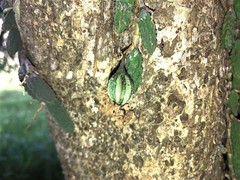 Dendrobium cucumerinum