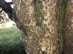 Dendrobium cucumerinum