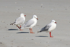 Chroicocephalus novaehollandiae novaehollandiae