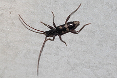 Coleocoptus senio