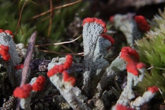 Cladonia incrassata