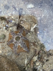 Meridiastra