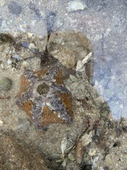 Meridiastra