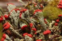 Cladonia incrassata