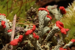 Cladonia incrassata