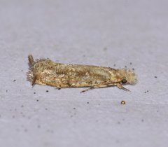 Erechthias minuscula
