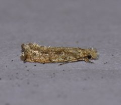 Erechthias minuscula
