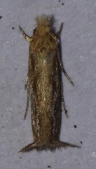 Erechthias minuscula