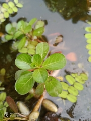 Ludwigia adscendens
