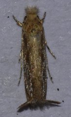Erechthias minuscula