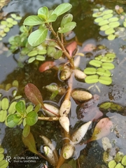Ludwigia adscendens