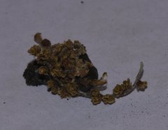 Erechthias minuscula