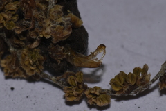 Erechthias minuscula