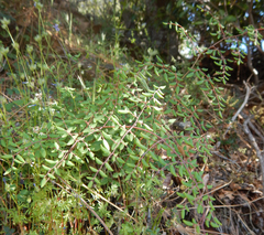 Pellaea andromedifolia
