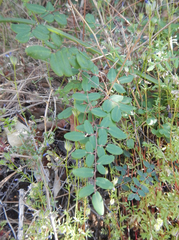 Pellaea andromedifolia