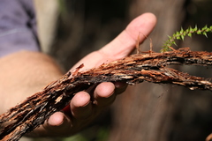 Eucalyptus helidonica