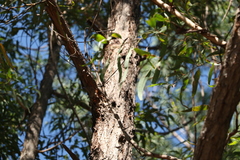 Eucalyptus helidonica