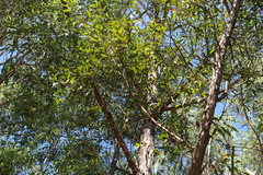 Eucalyptus helidonica