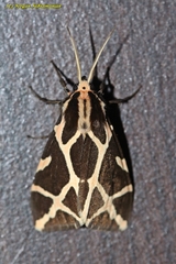 Seydelia ellioti