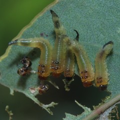 Lophyrotoma interrupta