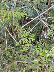 Pellaea andromedifolia