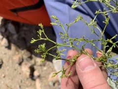 Chorizanthe brevicornu