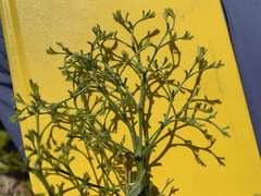 Chorizanthe brevicornu