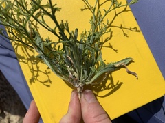Chorizanthe brevicornu