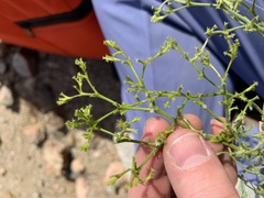 Chorizanthe brevicornu