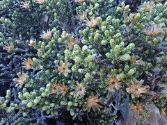 Helichrysum parvifolium