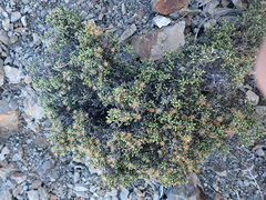 Helichrysum parvifolium