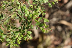 Grevillea quadricauda