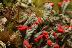 Cladonia incrassata